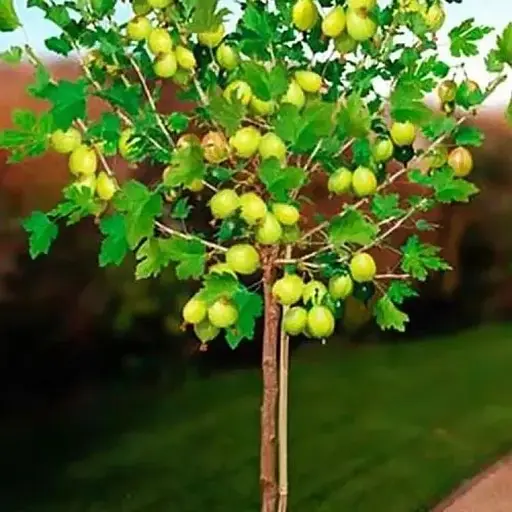 Аґрус на штамбі Agro-Market "Резистент" (середній термін дозрівання) (43074) 1 саджанець в упаковці - фото 1