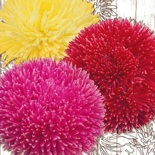 Семена Астра Насіння України Художественная смесь 0.25 г (773600) - фото 2