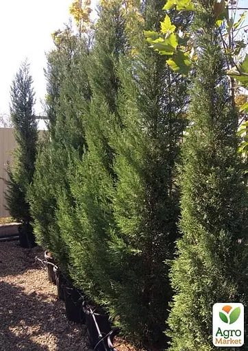 Купресосоціпаріс Лейланда "Blue Jeans" С3 висота 50-70см (183889) 1 саджанець - фото 2