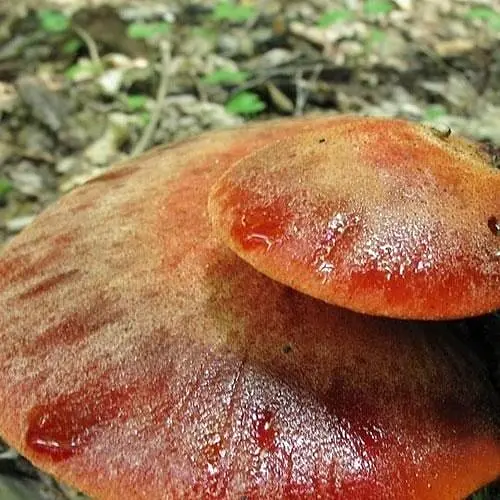 Міцелій на дубових брусочках "Печіночниця звичайна" 10шт (45273) - фото 1