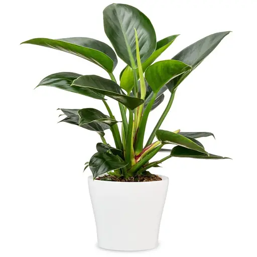 Кашпо для квітів Scheurich 808 кераміка 24 см молочний (4002477316451) - фото 2