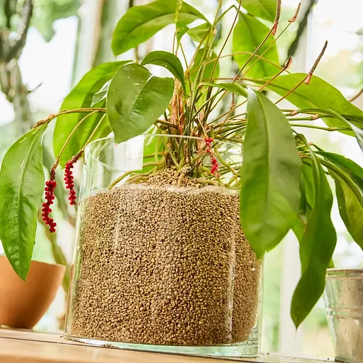 Субстрат Compo Bio Granuplant для кімнатних рослин 3 л (8817) - фото 9