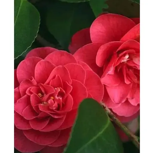 Камелія японська "Mary Williams" (181743) 1 саженец Нідерланди - фото 1
