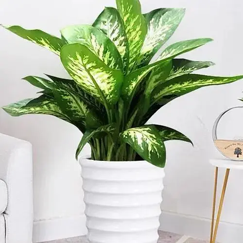 Дифенбахия Agro-Market (Dieffenbachia) Tropic Snow высота 40-60см (185442) 1 саженец в упаковке комнатный - фото 1
