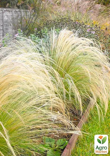Ковыль тончайшая "Pony Tails" (187074) 1 саженец - фото 2