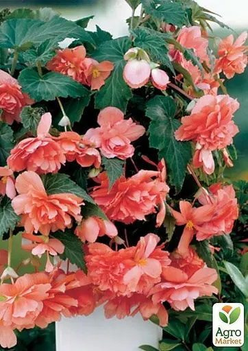 Бегонія Agro-Market мікс з 3-х сортів Надія (Hope) 3шт в комплекті (45735) - фото 4