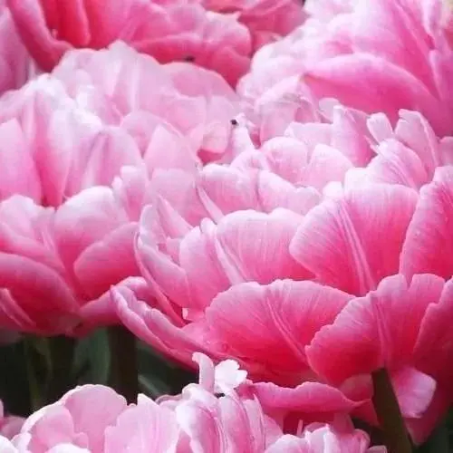 Тюльпан "Aveyron" (размер 10/11, большой) 3 шт (24795) - фото 1