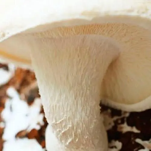 Міцелій на дубових брусочках "Шиитаке Білий Китайський" 10шт (45304) - фото 1