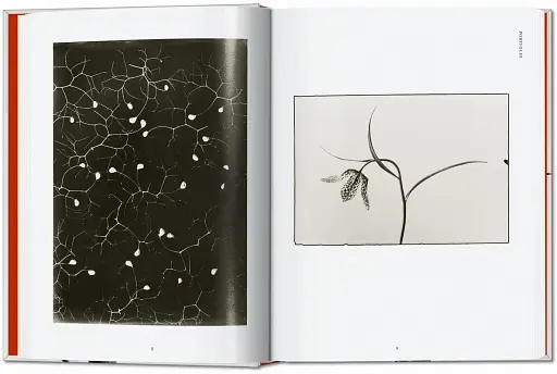 Karl Blossfeldt. The Complete Published Work. 40th Edition - фото 2