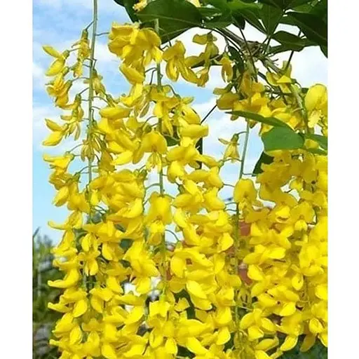 Бобовник ватерера на штамбі "Vossii" С5 висота 130-150см (184540) 1 саджанець - фото 1