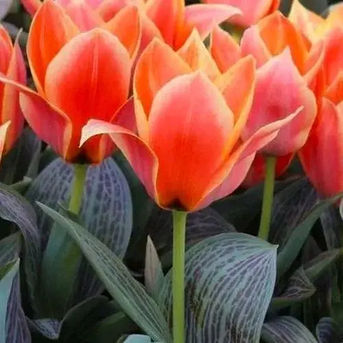 Тюльпан "Calypso" (186323) 2 шт - фото 1