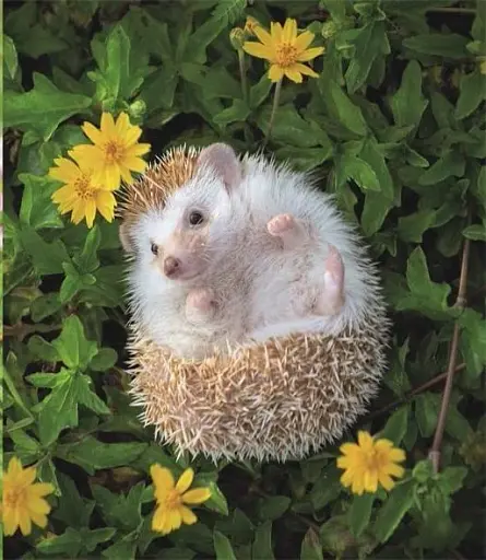 This Book Is Literally Just Pictures of Tiny Animals That Will Make You Smile - фото 3