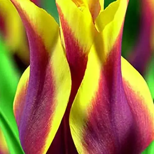 Тюльпан "Sonnet" (лілієцвітний) (186183) 2 шт - фото 1