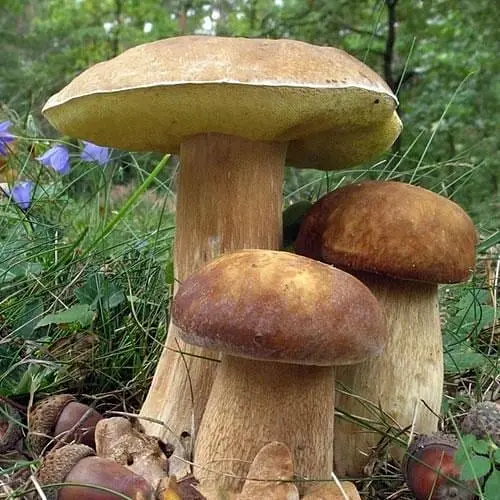 Сухий зерновий міцелій "Білий гриб дубовий" 100г (45182) - фото 1