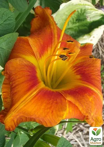 Лілійник "Tuscawilla Tigress" (51084) 1 шт - фото 2