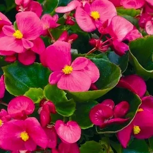 Бегонія вічноквітуча "Bada Bing" (48688) 1 саженец - фото 1