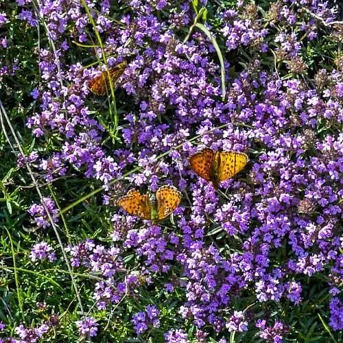 Тимьян перечный "Piperita" (почвопокровный вечнозеленый многолетник) (189637) 1 саженец в упаковке - фото 1