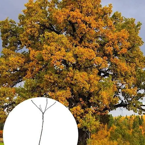 Дуб английский Agro-Market обыкновенный Quercus robur С2 189157 1 саженец в упаковке - фото 1