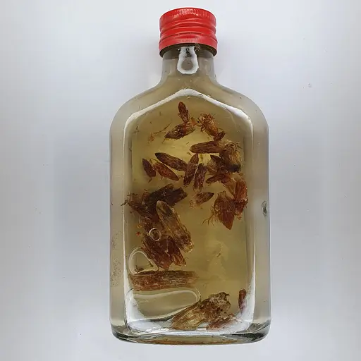 Водная настойка на сосновых почках 200 мл - фото 2