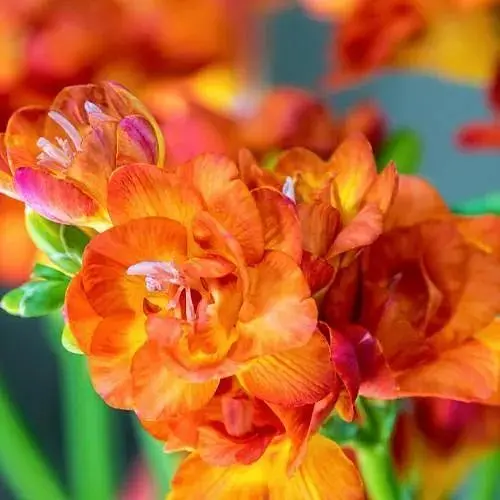 Фрезия махровая "Orange" 5 шт (39528) - фото 1