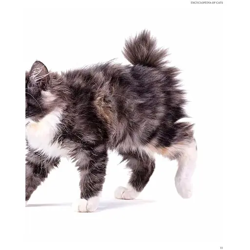 Encyclopedia of Cats - Фотопулос Джулианна - фото 4