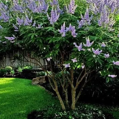 Вітекс священний (Авраамове дерево)Agro-Market Р10 висота 20-30 см (189162) 1 саджанець в упаковці  - фото 2