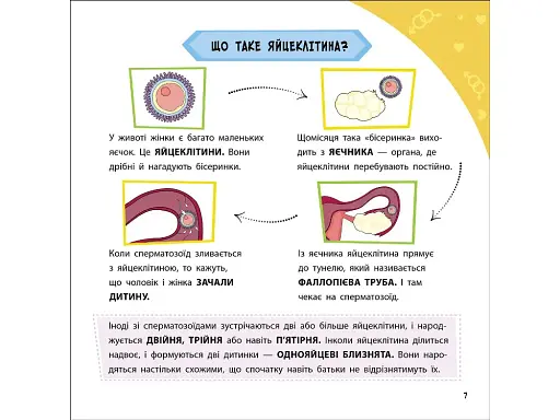 Просто про науку. Як ми з'являємося на світ - фото 2