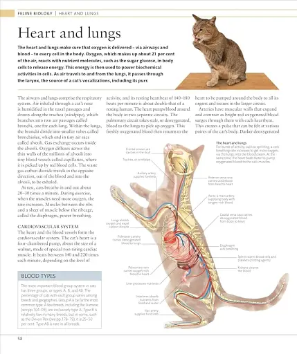 The Cat Encyclopedia - фото 8