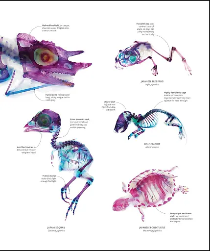 The Science of Animals - фото 12