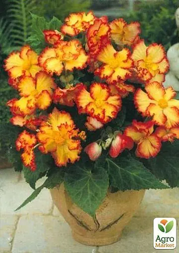 Бегонія Agro-Market мікс з 3-х сортів Надія (Hope) 3шт в комплекті (45735) - фото 3