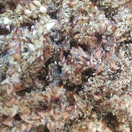 100 г граб чоловічий трава сушена - свіжий урожай