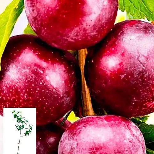 Сливово-черешневий гібрид Agro-Market Світ Тріат укорінений у контейнері саджанець 2 роки 153131 1 саджанець в упаковці - фото 1