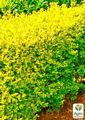 Бирючина овальнолиста "Aureum" С1.5 висота 35-40см (185365) 1 саджанець - фото 4