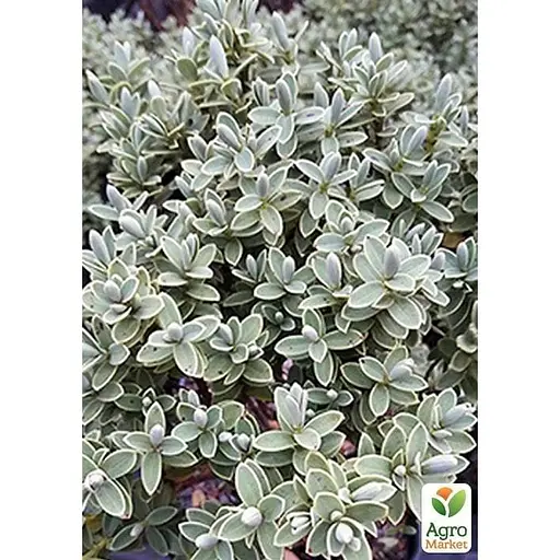 Хеббе толстолистая 2-х летняя Agro-Market (Hebe pinguifolia) С2 высота 15-25 см (115274) 1 саженец в упаковке  - фото 1