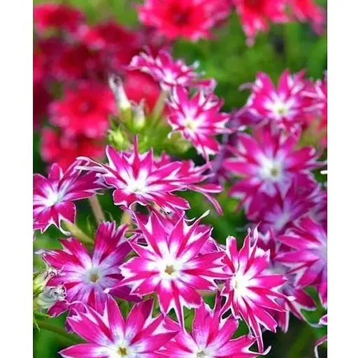 Флокс Друммонда (Зипер) Весна 0.5г (20605) - фото 1