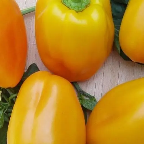 Перец Весна Богдан (в банке) Органик 2г (44939) - фото 2