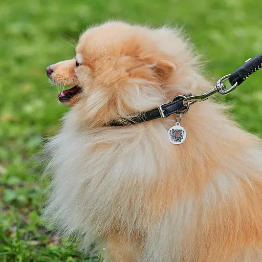 Ошейник для собак кожаный Waudog Soft с QR-паспортом круглый Д 8 мм Д 25-33 см черный - фото 3