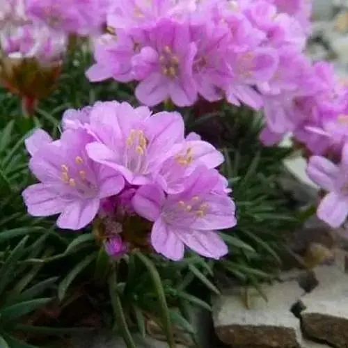 Армерія ялівцеволиста "New Zealand Form" (188395) 1 саженец - фото 1