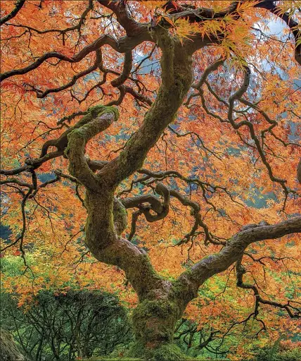 The Science of Plants - фото 11