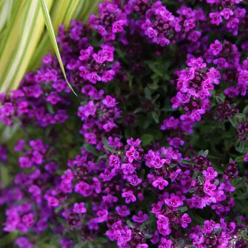 Тимьян "Purple Beauty" (189568) 1 саженец в упаковке - фото 1