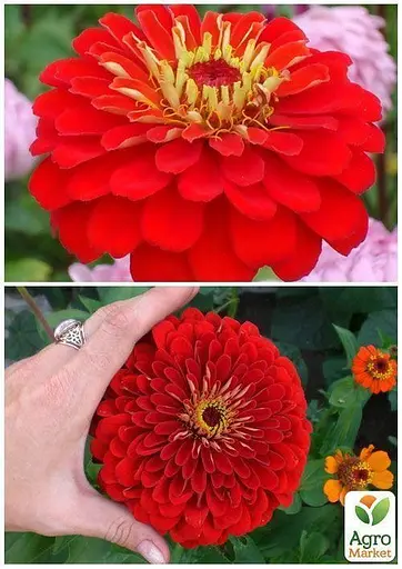 Циния "Пламя" Весна 3г (13274) - фото 2