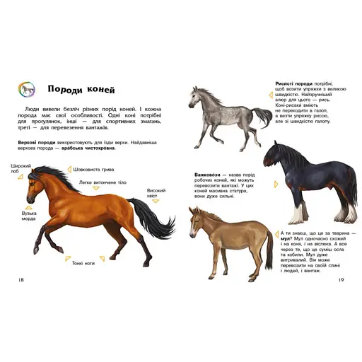 Енциклопедія дошкільника Коні 614037 для найменших - фото 4