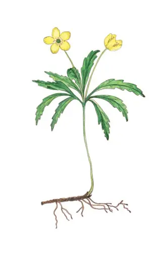 Весняні рослини України - фото 11