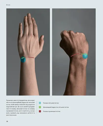 Анатомія для художників. Наочний посібник із зображення людського тіла - фото 7