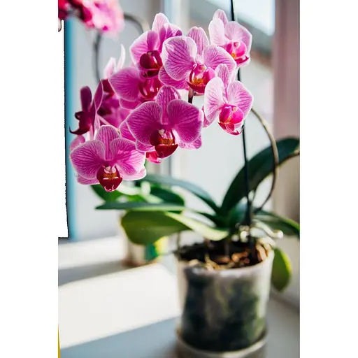 Рідке добриво для орхідей COMPO 0.5 л - фото 11