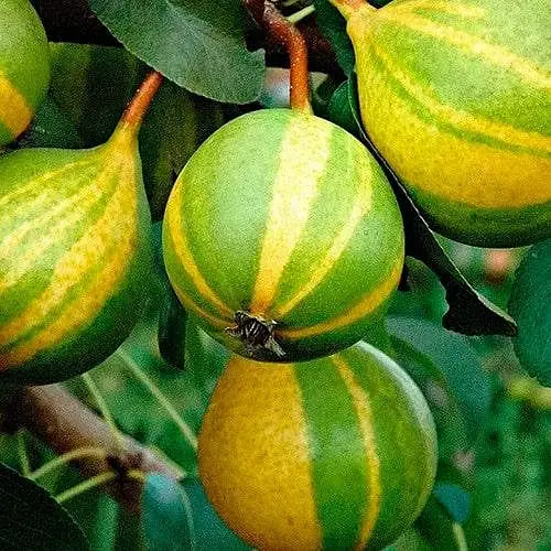 Груша азіатська Agro-Market Карамелька укорінена в контейнері саджанець 2 роки 186587 1 саджанець в упаковці - фото 1