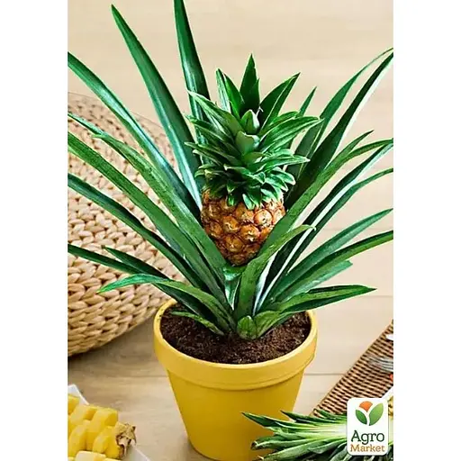 Ананас кімнатний Agro-Market Чампака (184132) 1 саджанець в упаковці  - фото 2
