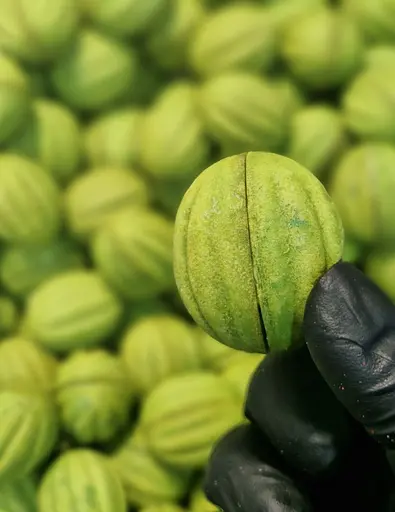 Набор Орешков Фисташка 12 шт. в упаковке - фото 2