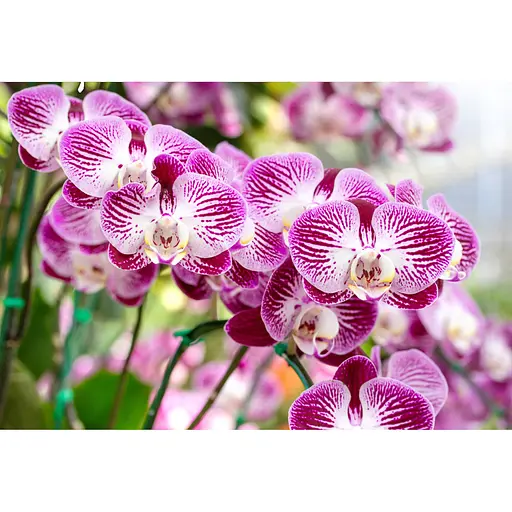 Аппликатор для орхидей COMPO 1*30 мл 50 шт в диспенсере - фото 10