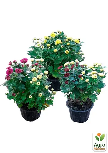 Хризантема мультифлора "Bicolor" (горшік Р12 2 квітки в горщику) (182783) 2 саженца - фото 2